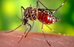 Fecomércio pede a empresários que aproveitem sexta para o combate ao Aedes aegypti